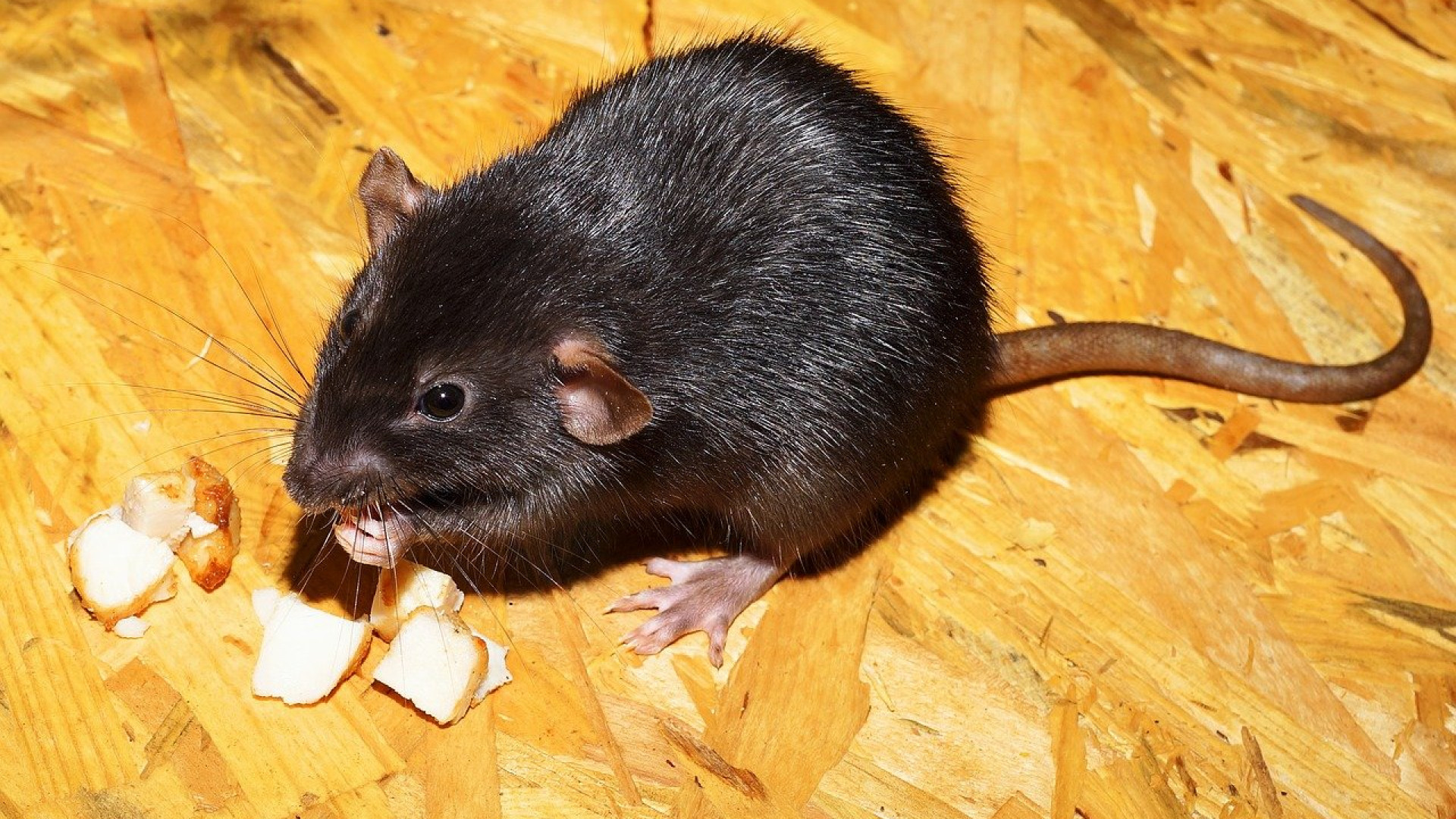 Comment se protéger de la présence de rats à Toulon ?