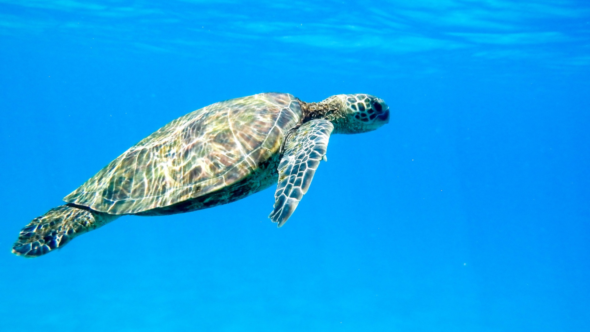 Les Seychelles et leur faune exceptionnelle